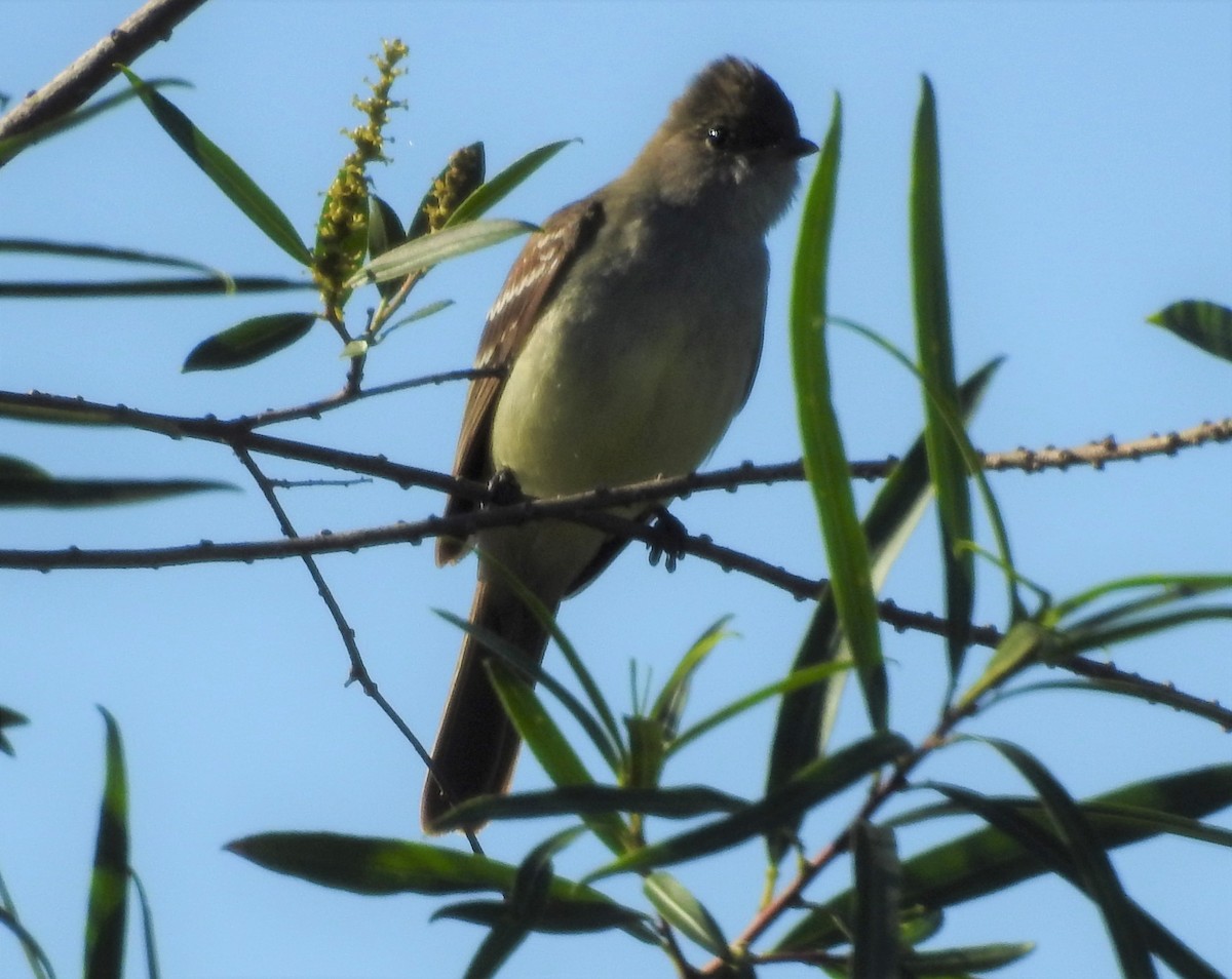 Large Elaenia - ML645019965