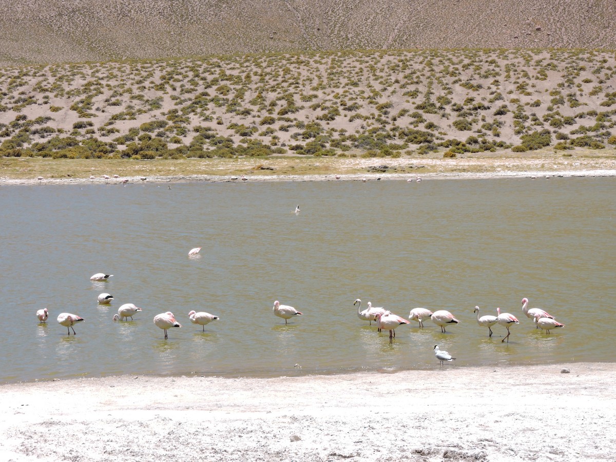 James's Flamingo - ML645019969