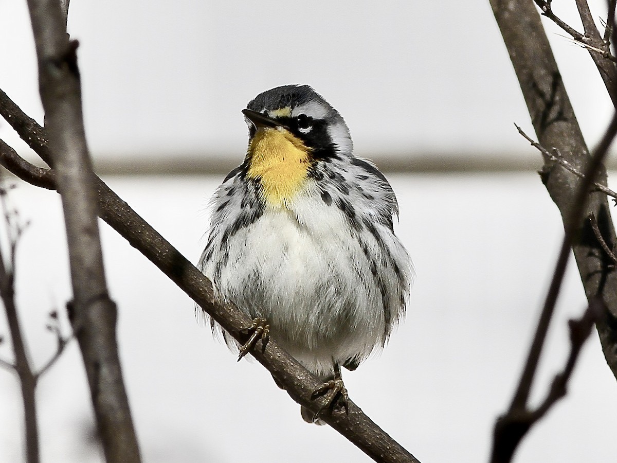 Yellow-throated Warbler - ML645019970