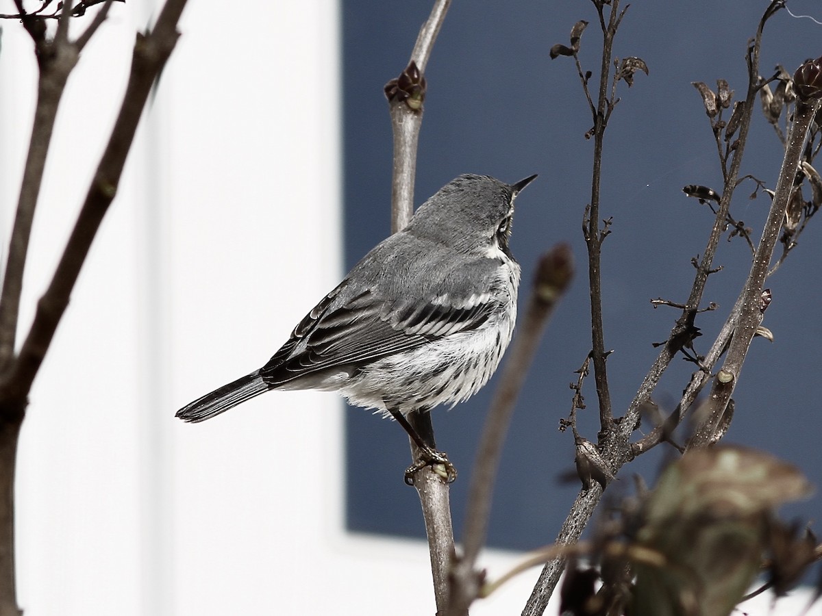 Yellow-throated Warbler - ML645019971