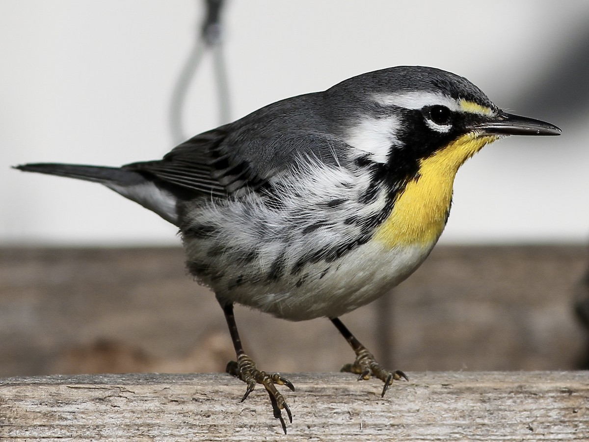 Yellow-throated Warbler - ML645019972
