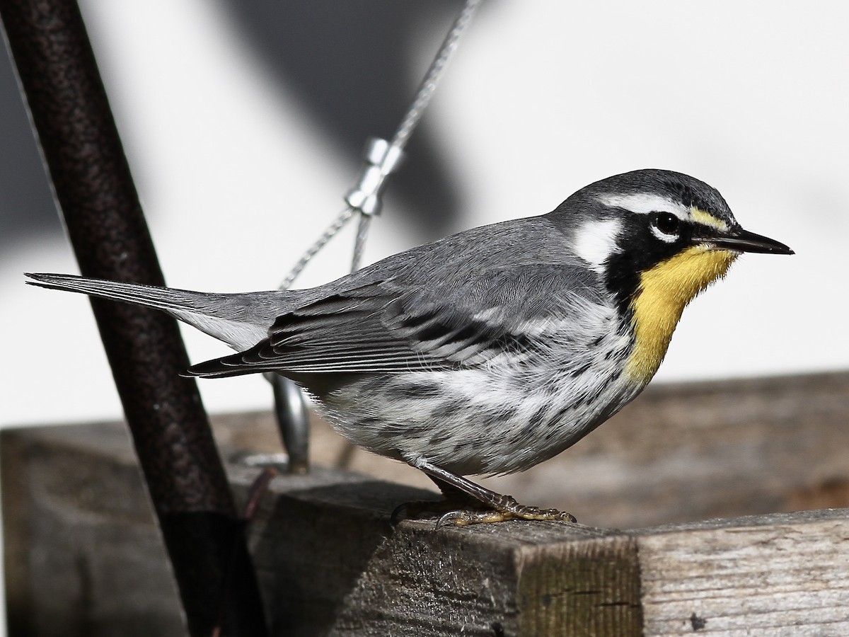 Yellow-throated Warbler - ML645019973
