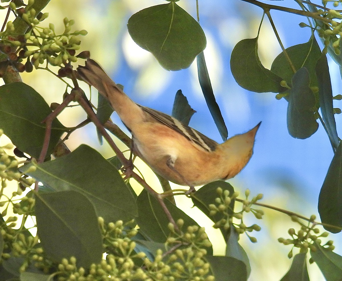 Bay-breasted Warbler - ML645019974