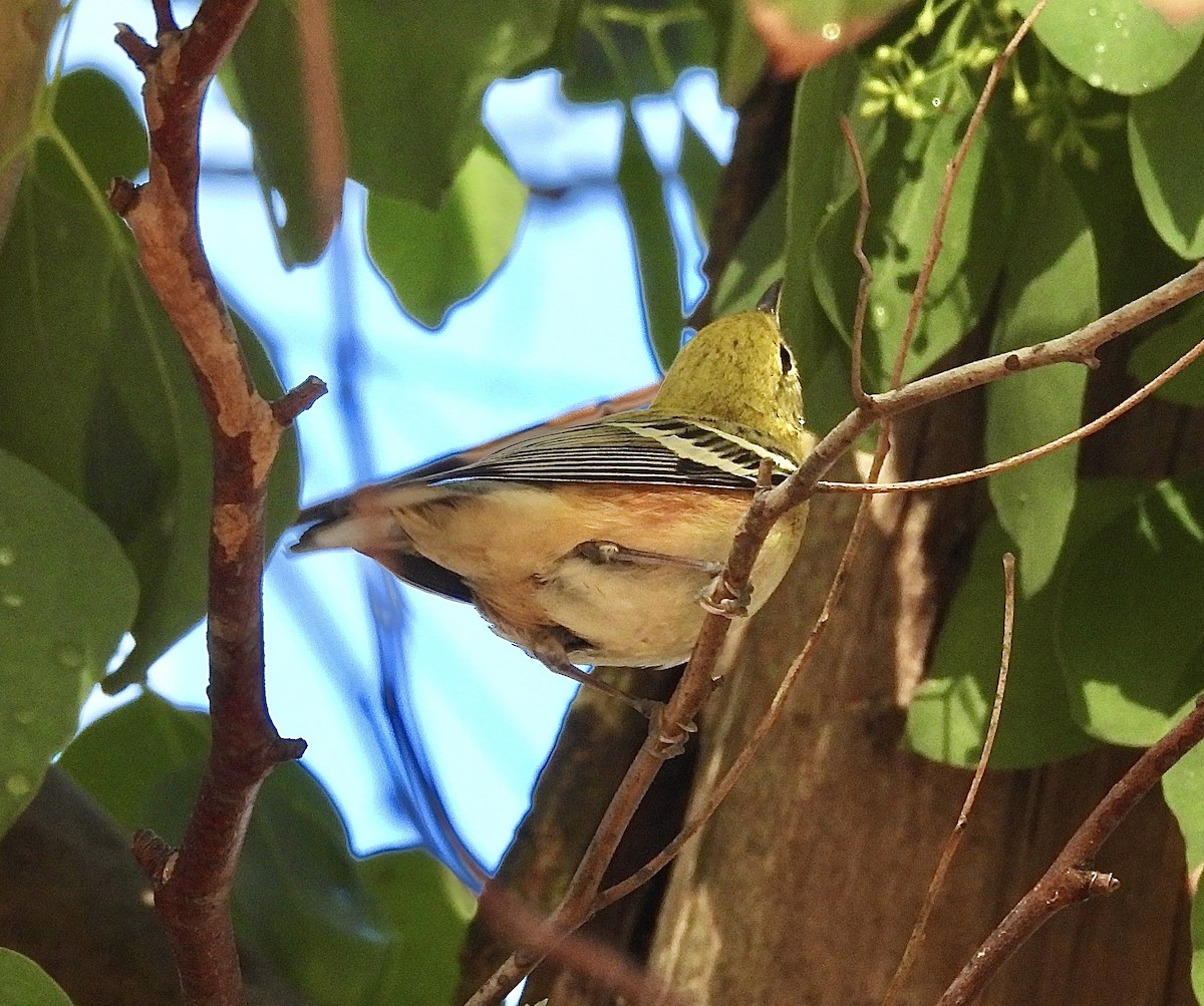 Bay-breasted Warbler - ML645019975