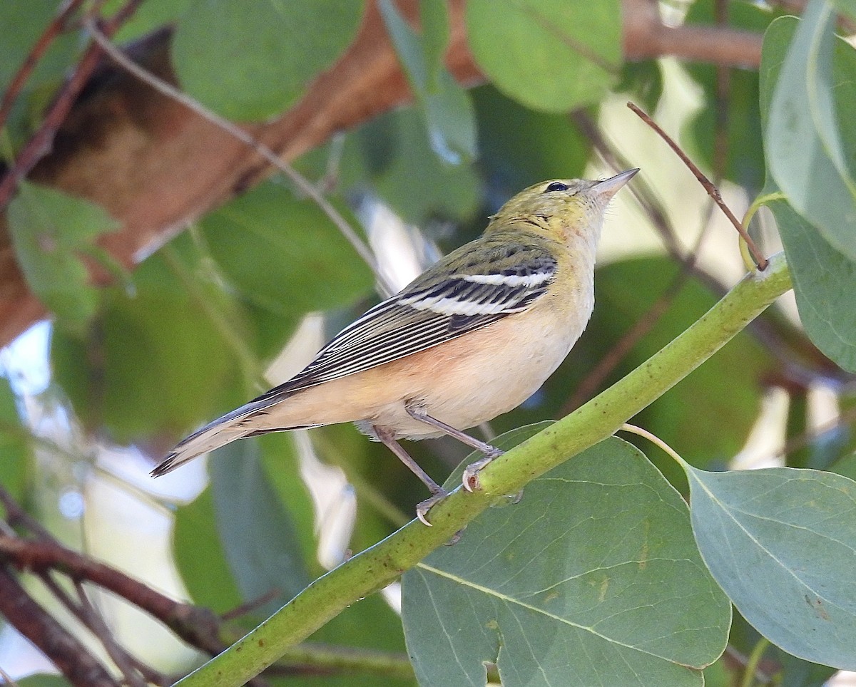 Bay-breasted Warbler - ML645019976