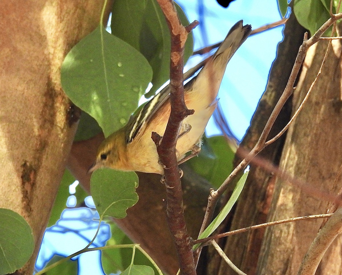 Bay-breasted Warbler - ML645019977