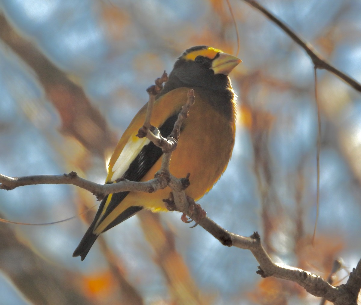 Evening Grosbeak - ML645019978
