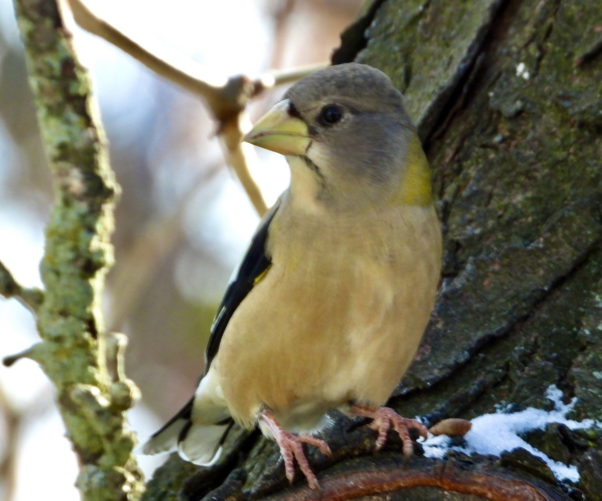 Evening Grosbeak - ML645019979