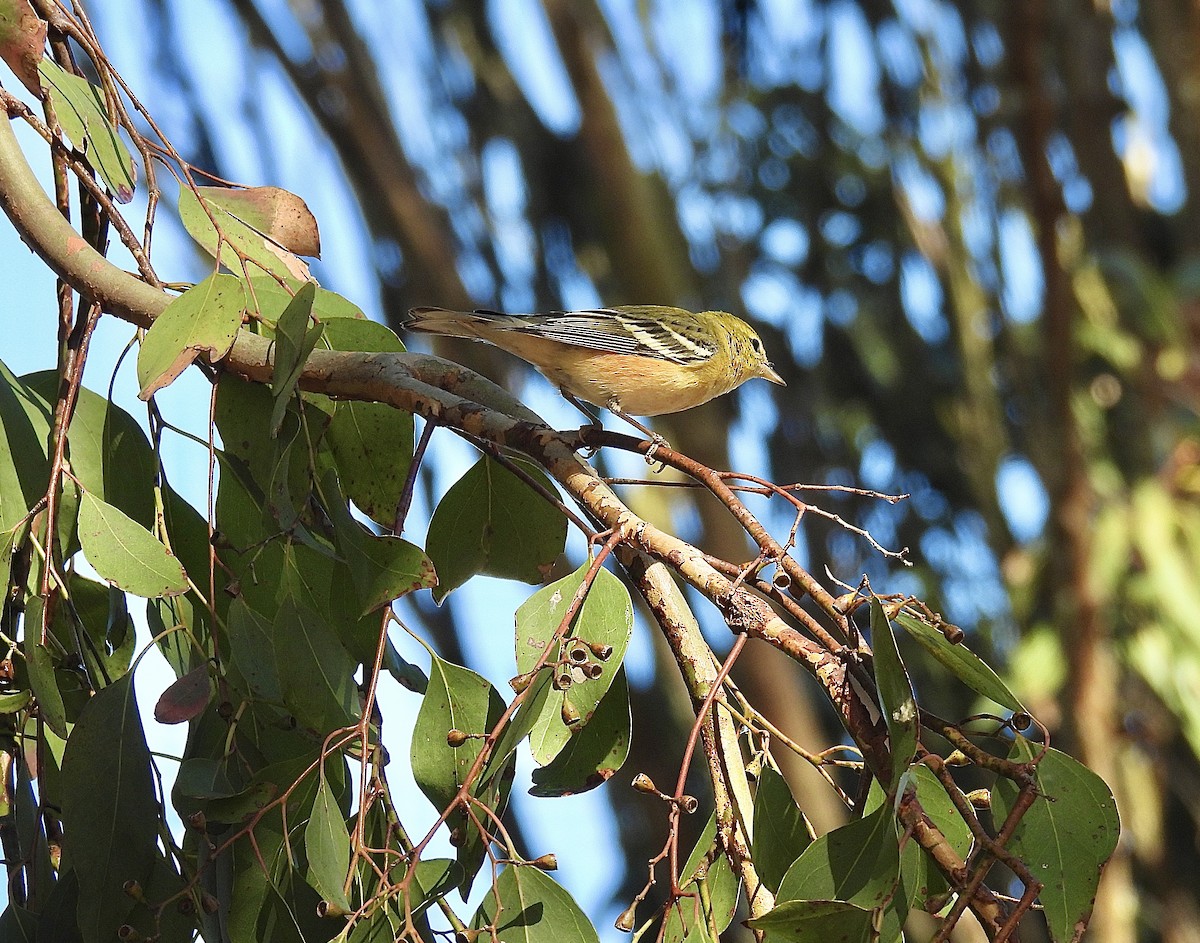 Bay-breasted Warbler - ML645019980