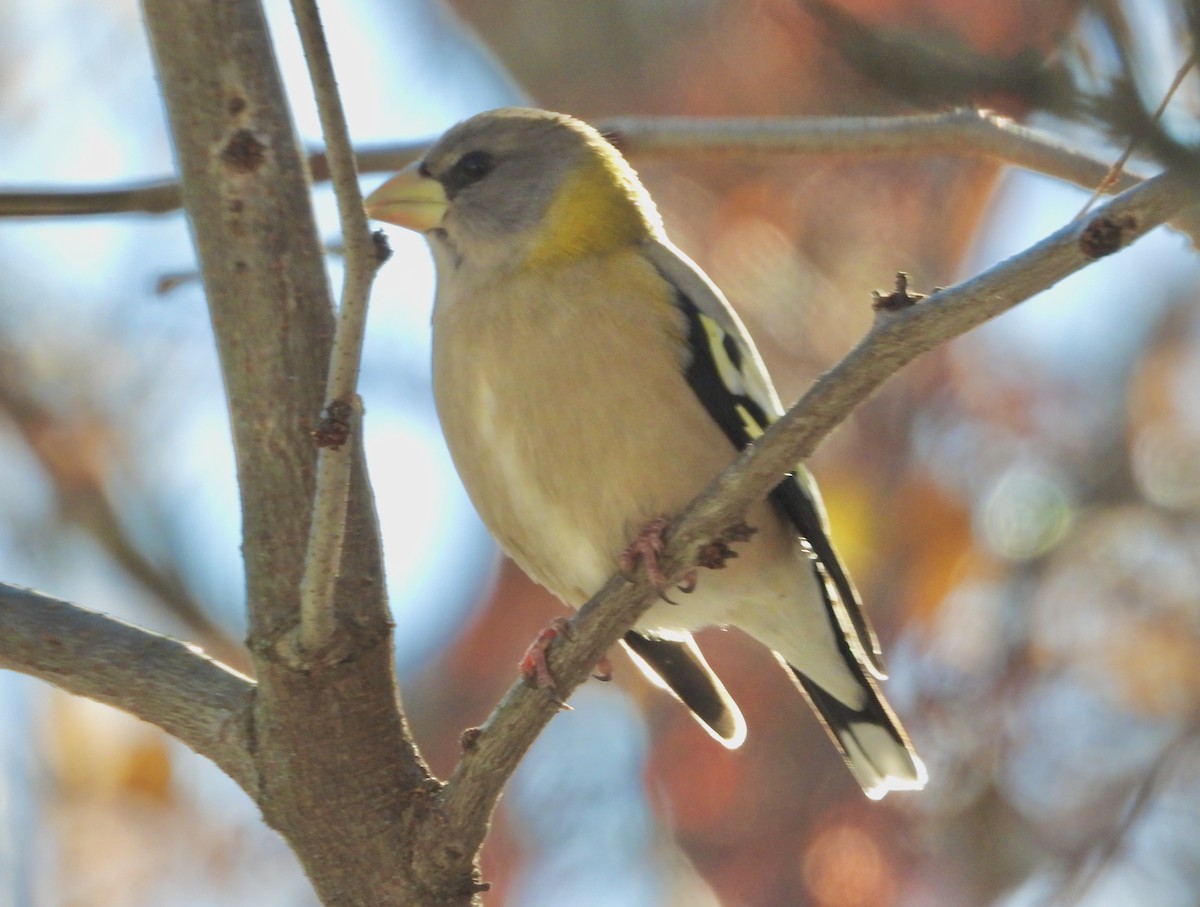 Evening Grosbeak - ML645019981