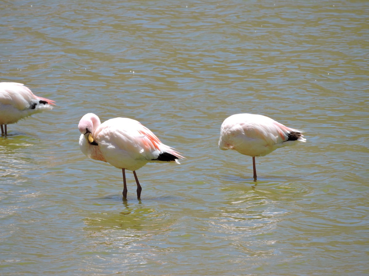 James's Flamingo - ML645020001