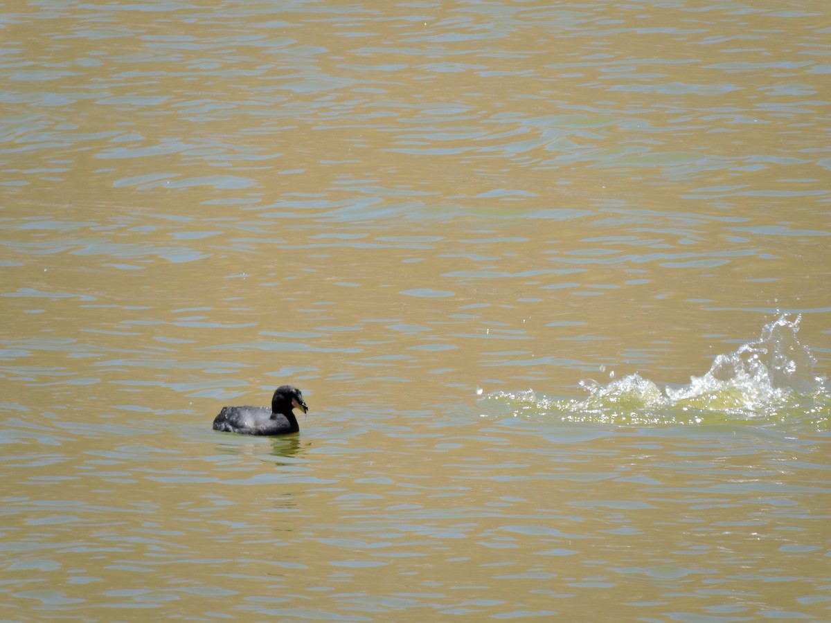 Horned Coot - ML645020004