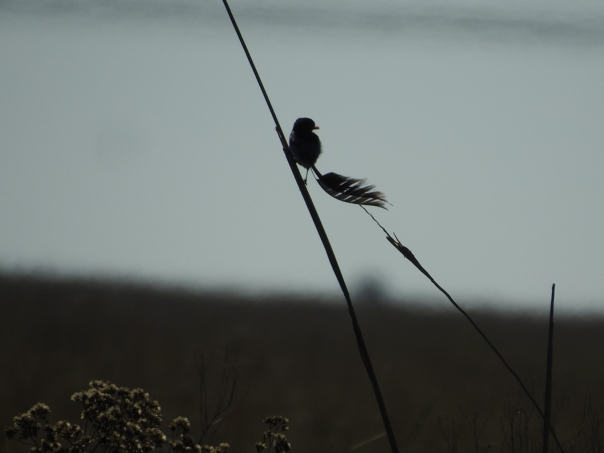 Strange-tailed Tyrant - ML645020009