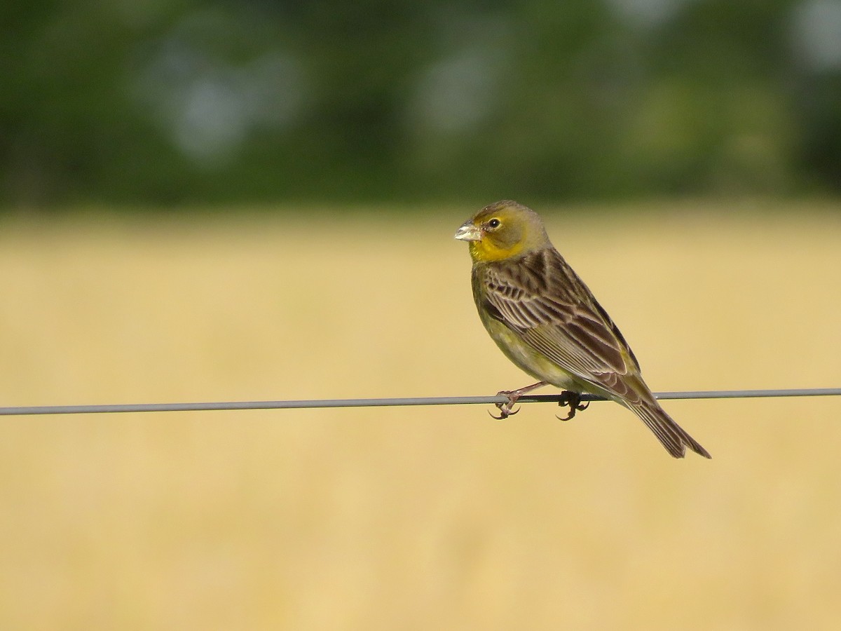 Kurzschnabel-Gilbtangare - ML645020010