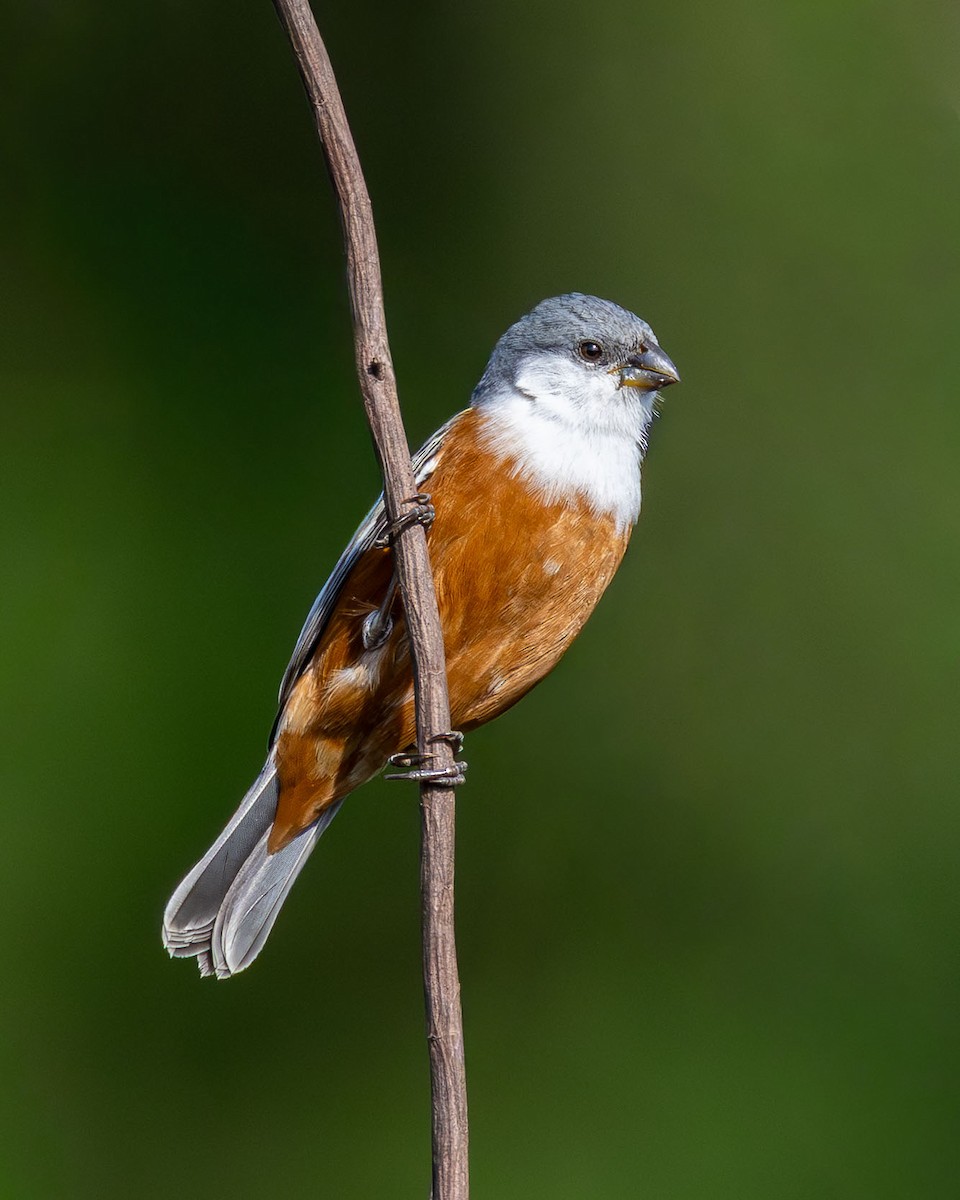 Marsh Seedeater - ML645020015