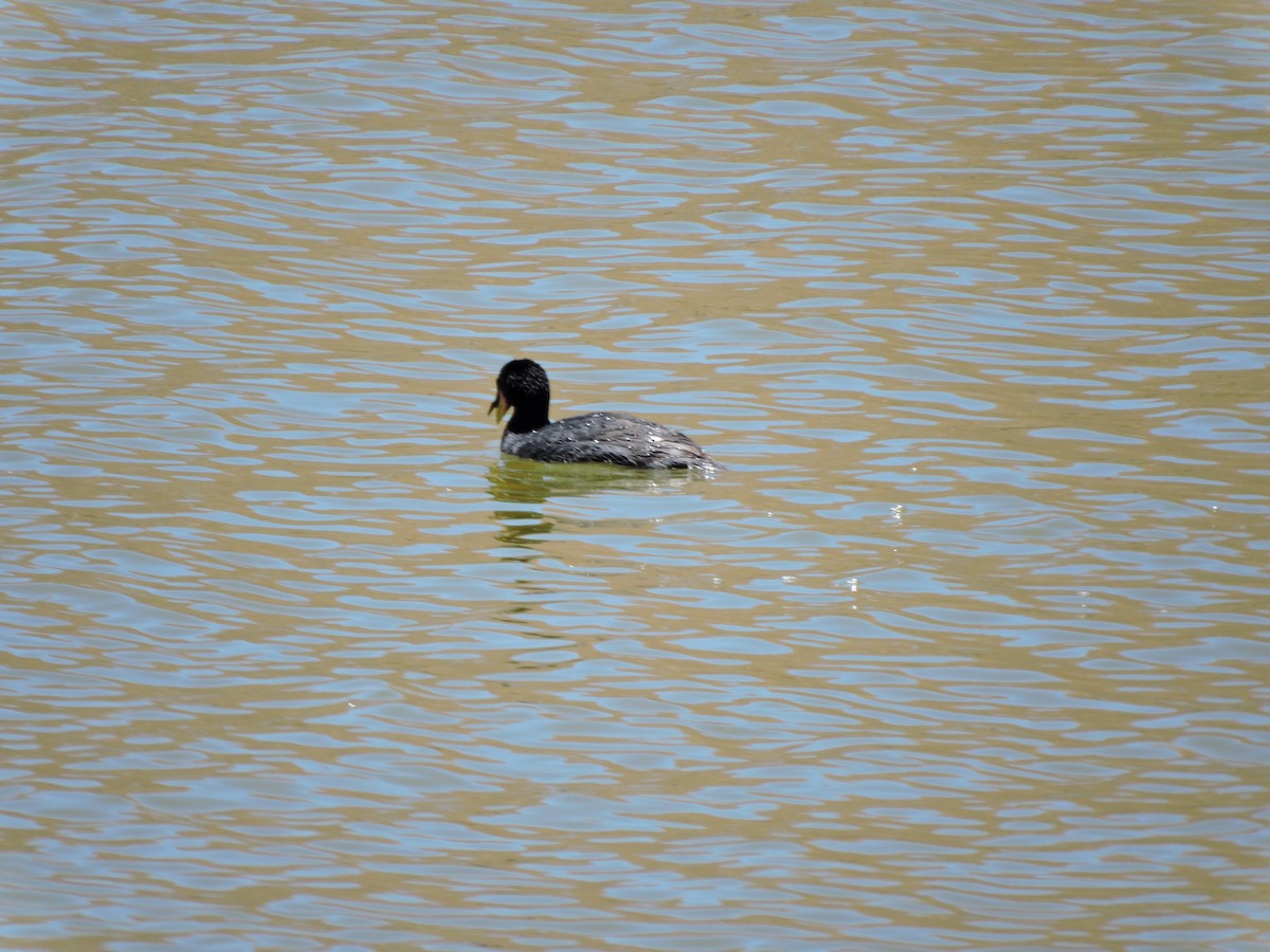 Horned Coot - ML645020018