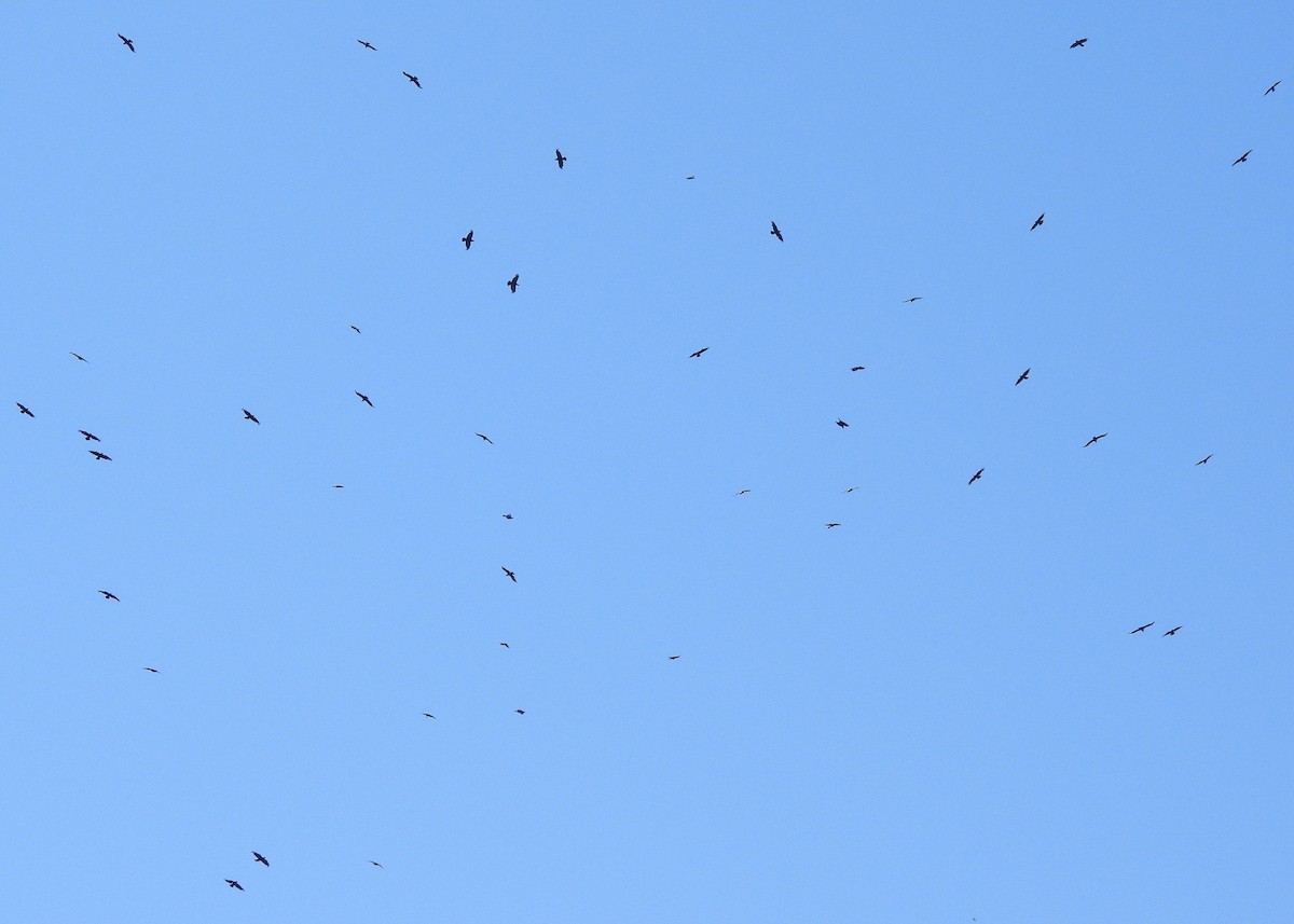 Grand Corbeau - ML645020023