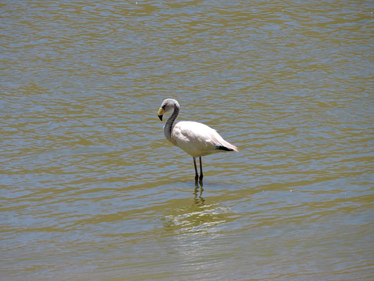 James's Flamingo - ML645020024