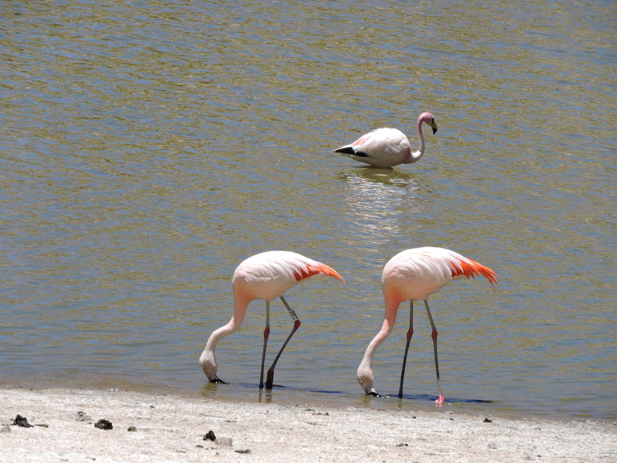 Chilean Flamingo - ML645020026