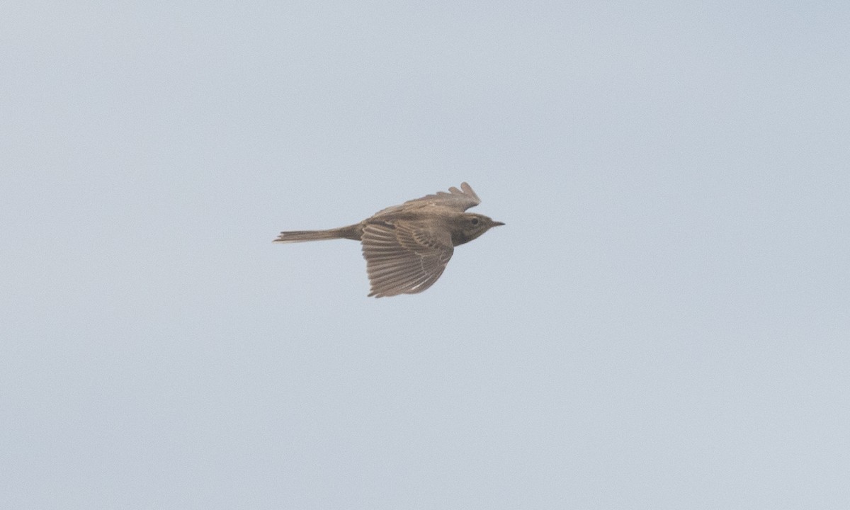 Bisbita de Richard - ML645020028