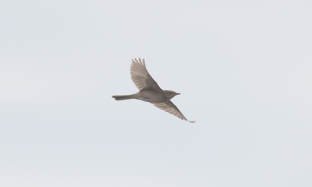 Bisbita de Richard - ML645020029