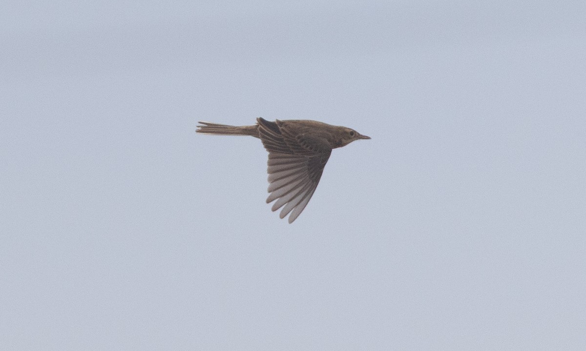 Bisbita de Richard - ML645020031