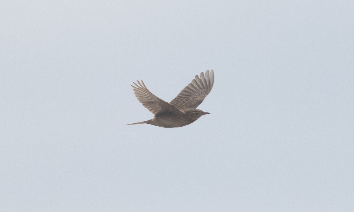 Bisbita de Richard - ML645020033