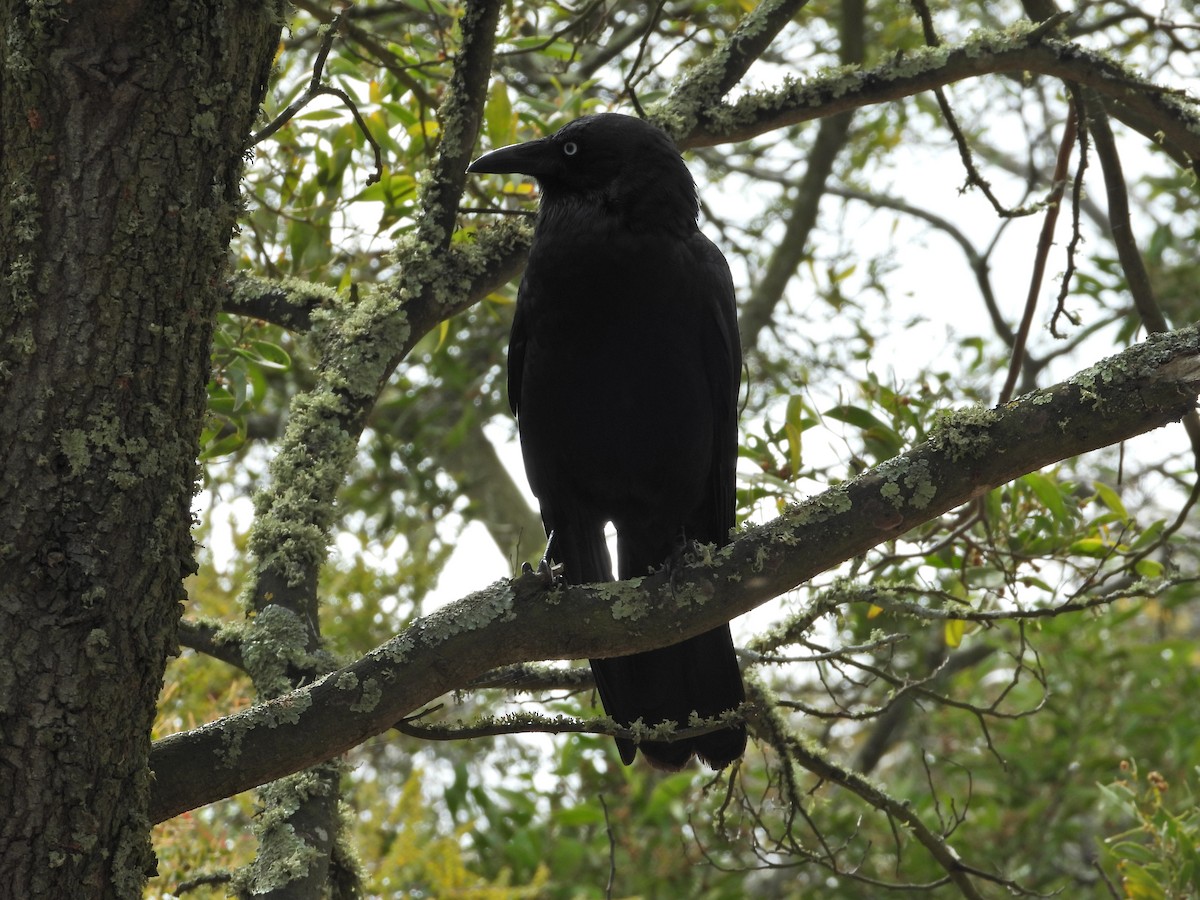 Южноавстралийский ворон - ML645020035
