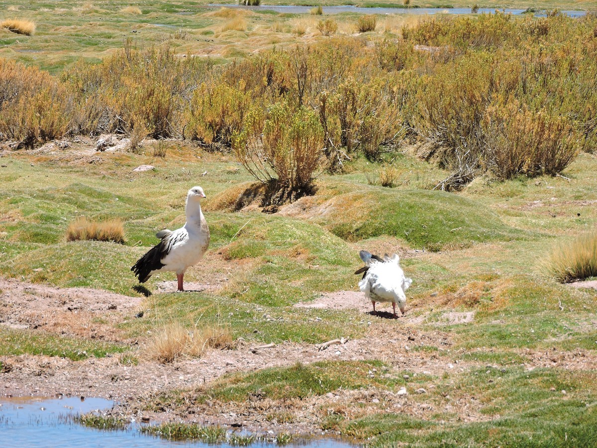 Andean Goose - ML645020036