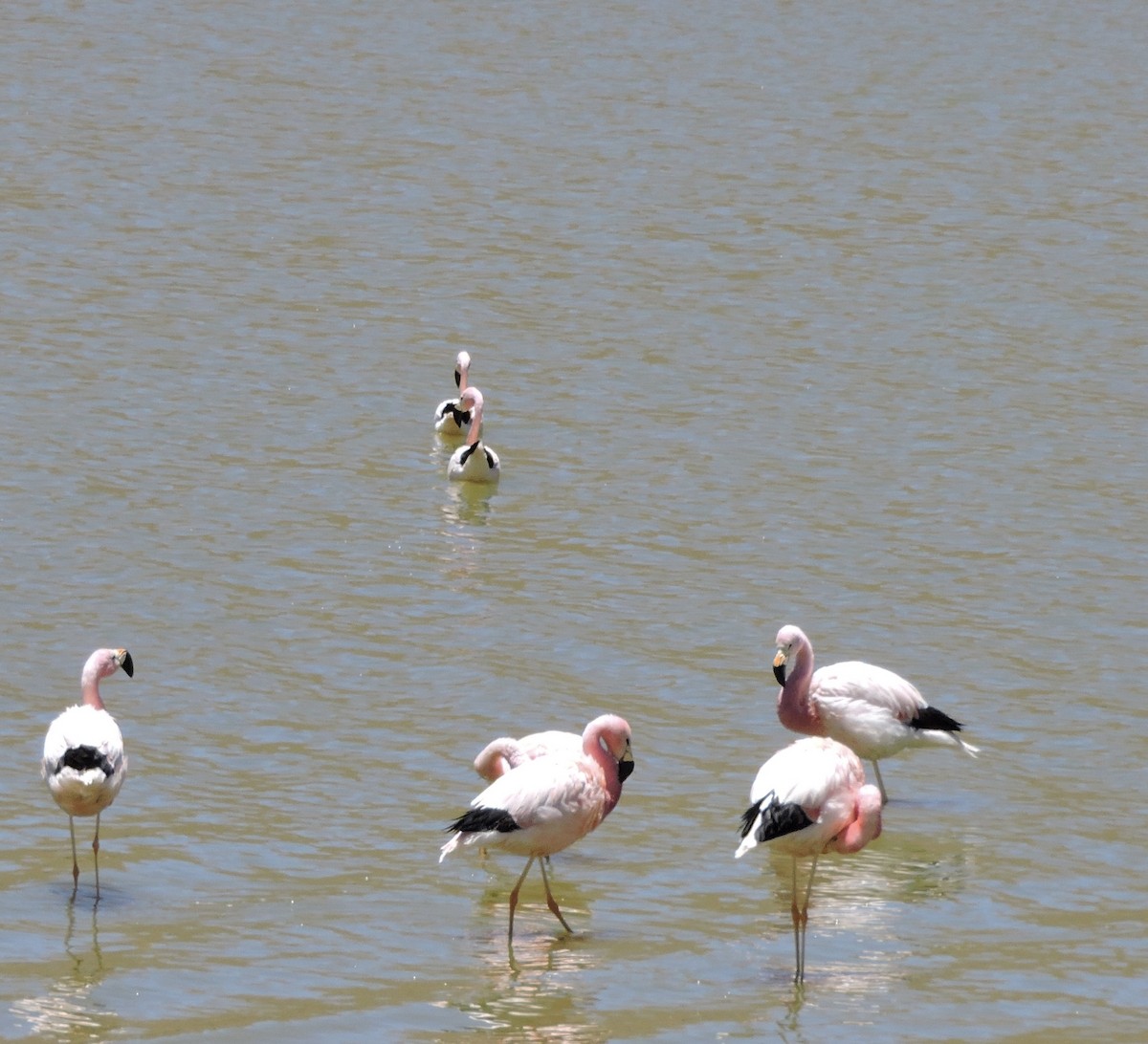 Andean Flamingo - ML645020065