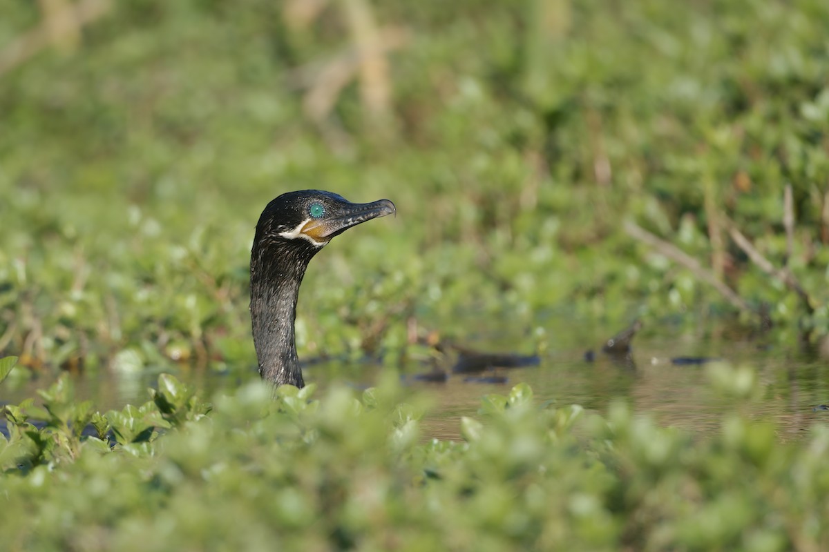 Neotropic Cormorant - ML645020067