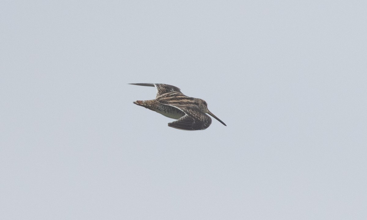 חרטומית ביצות - ML645020080