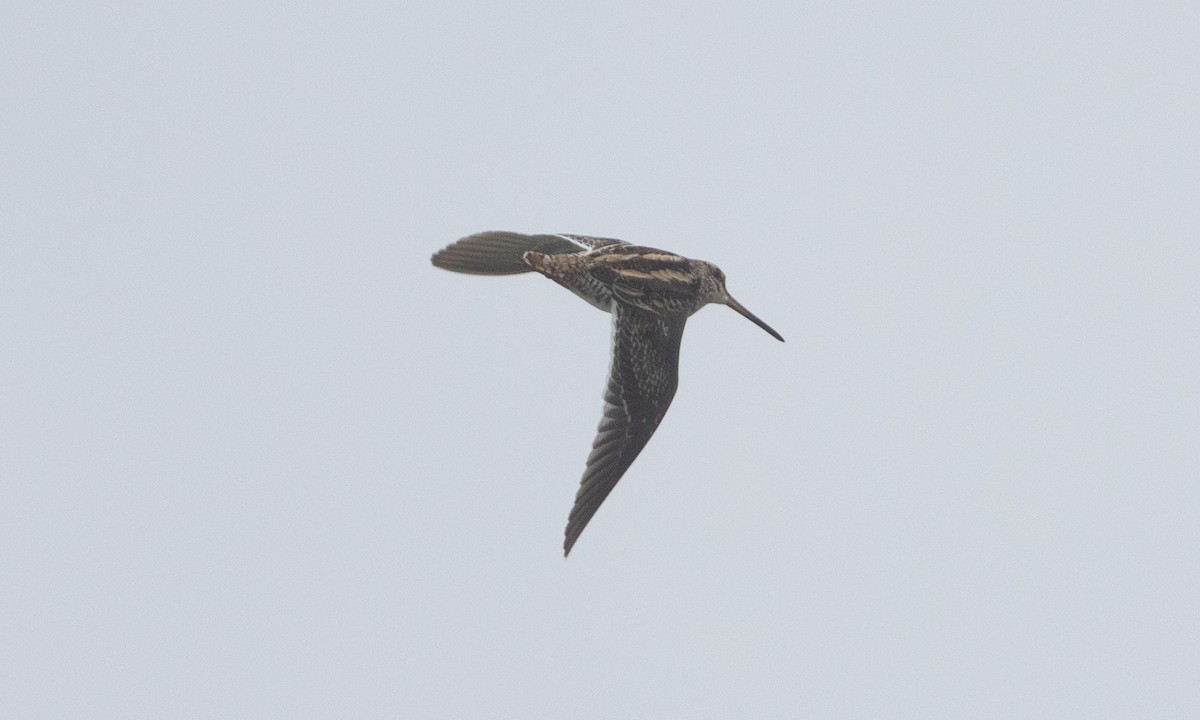 חרטומית ביצות - ML645020081