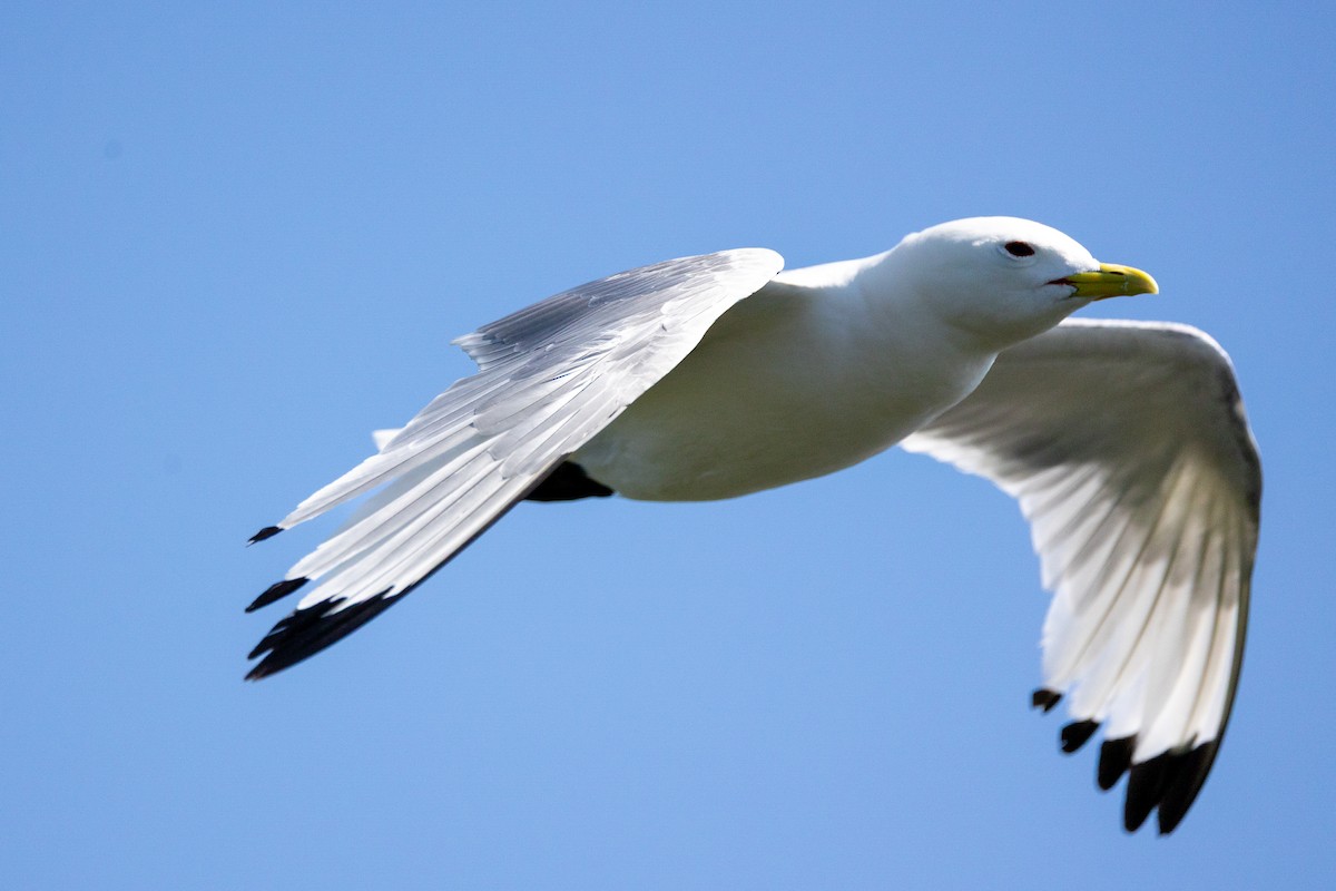 Kara Ayaklı Martı - ML645020119