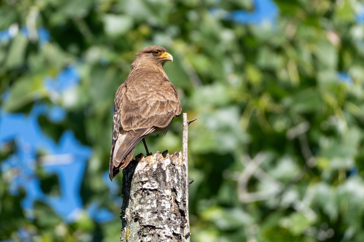 Chimango Caracara - ML645020128