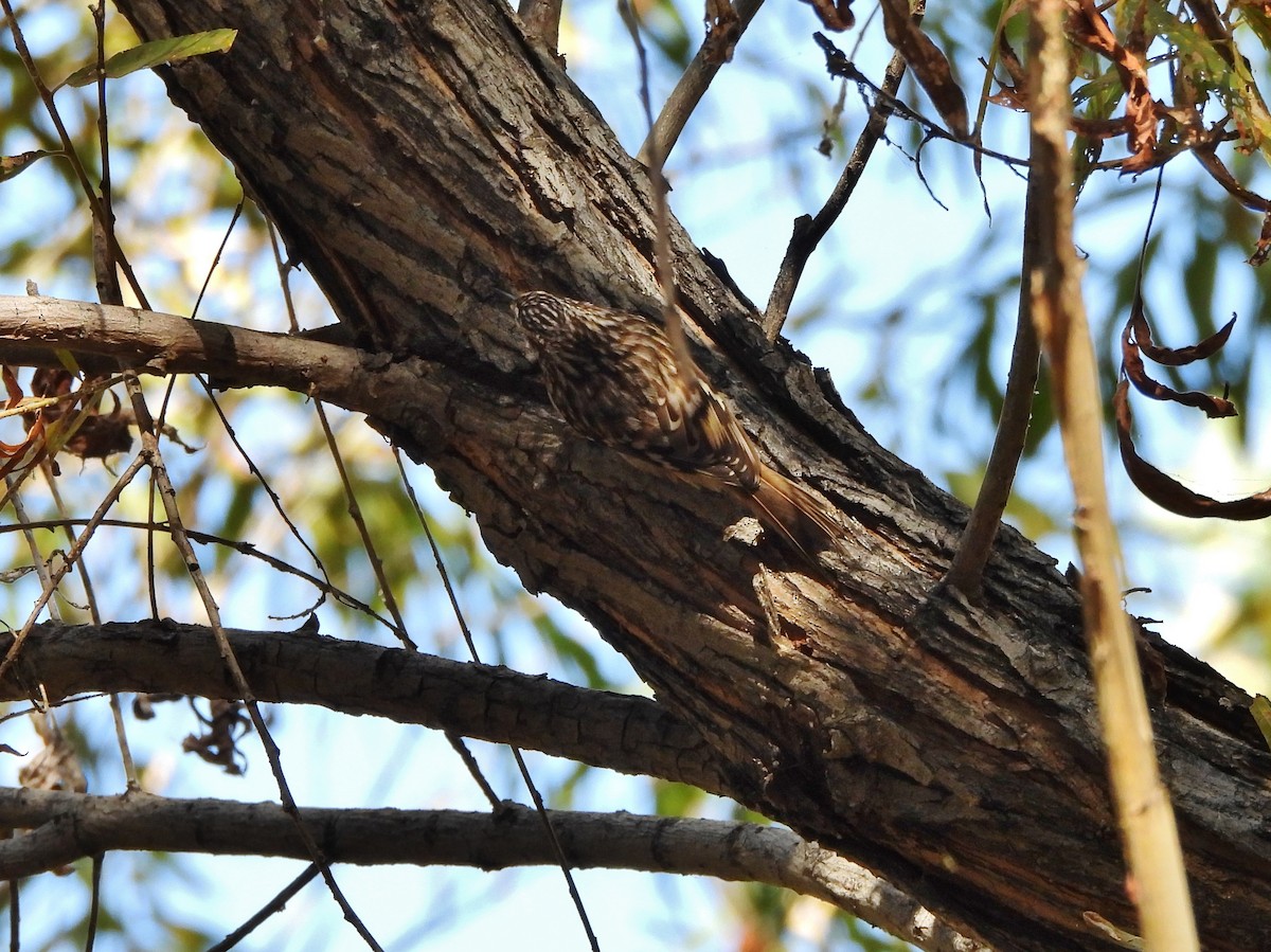 Brown Creeper - ML645020139