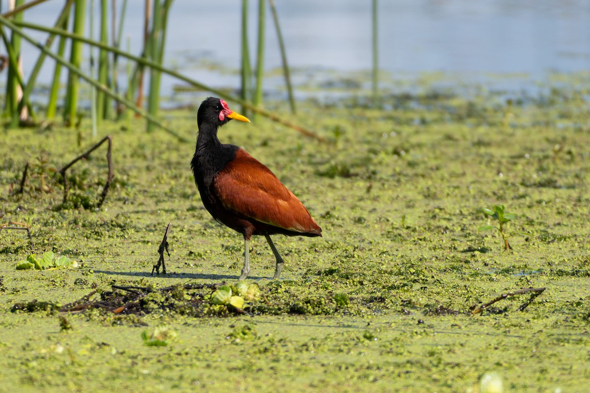 Wattled Jacana - ML645020146