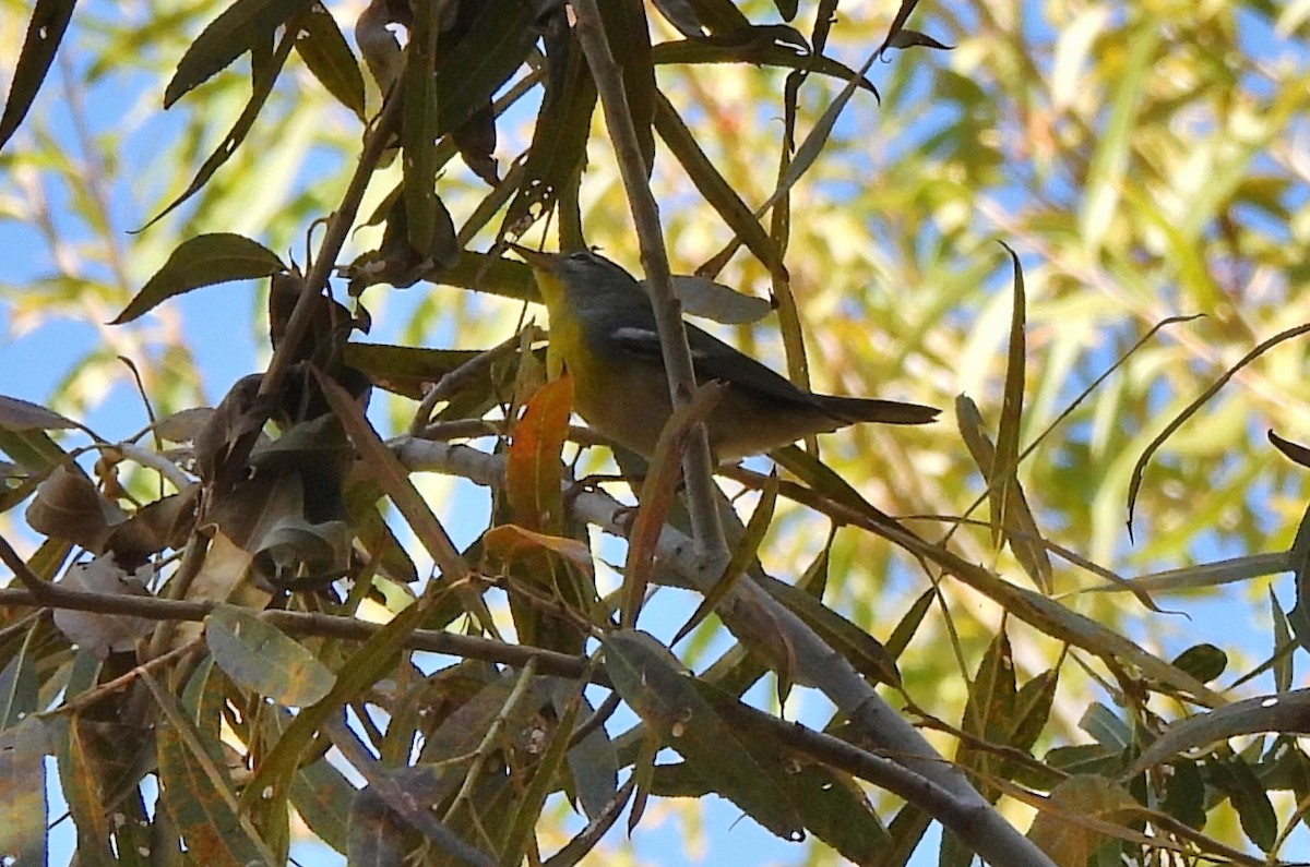 Очковая древесница - ML645020149