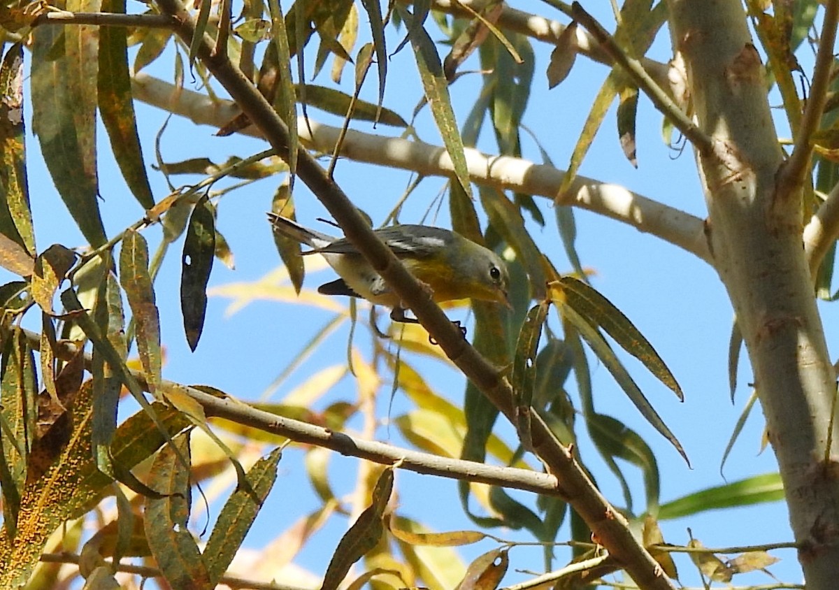 Очковая древесница - ML645020150