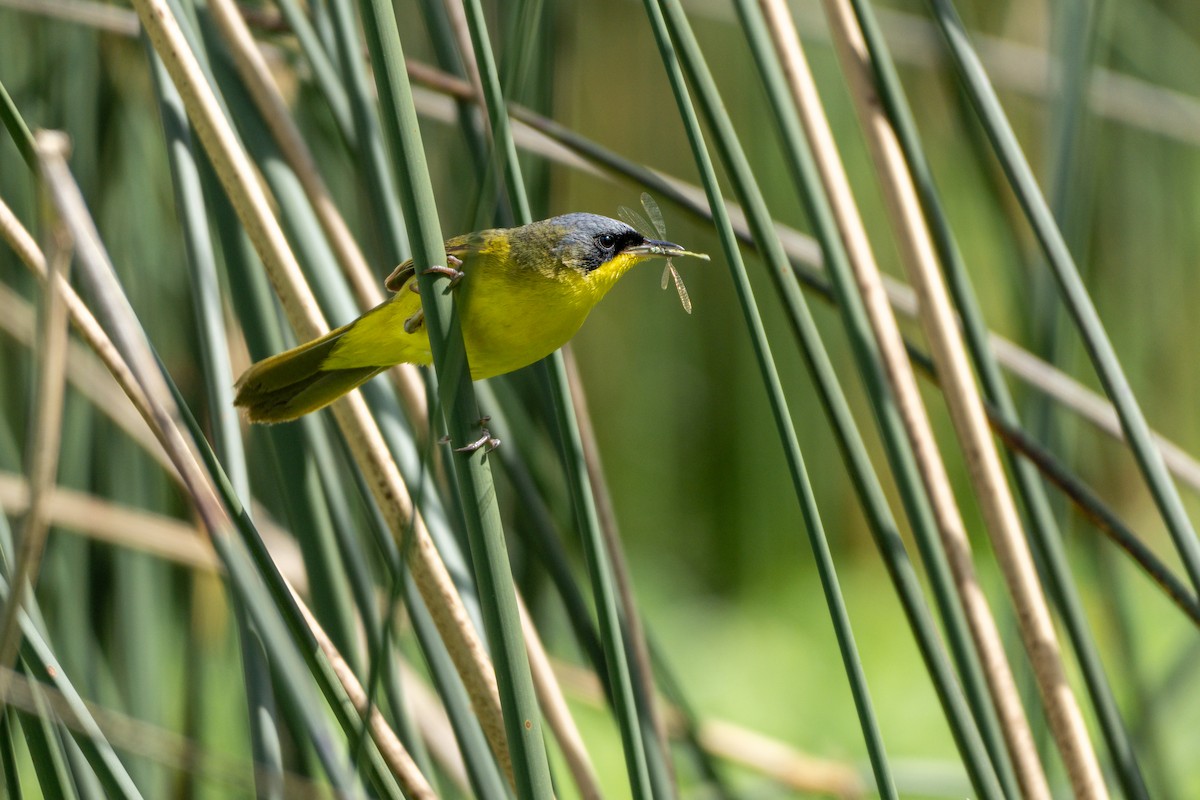 Southern Yellowthroat - ML645020169