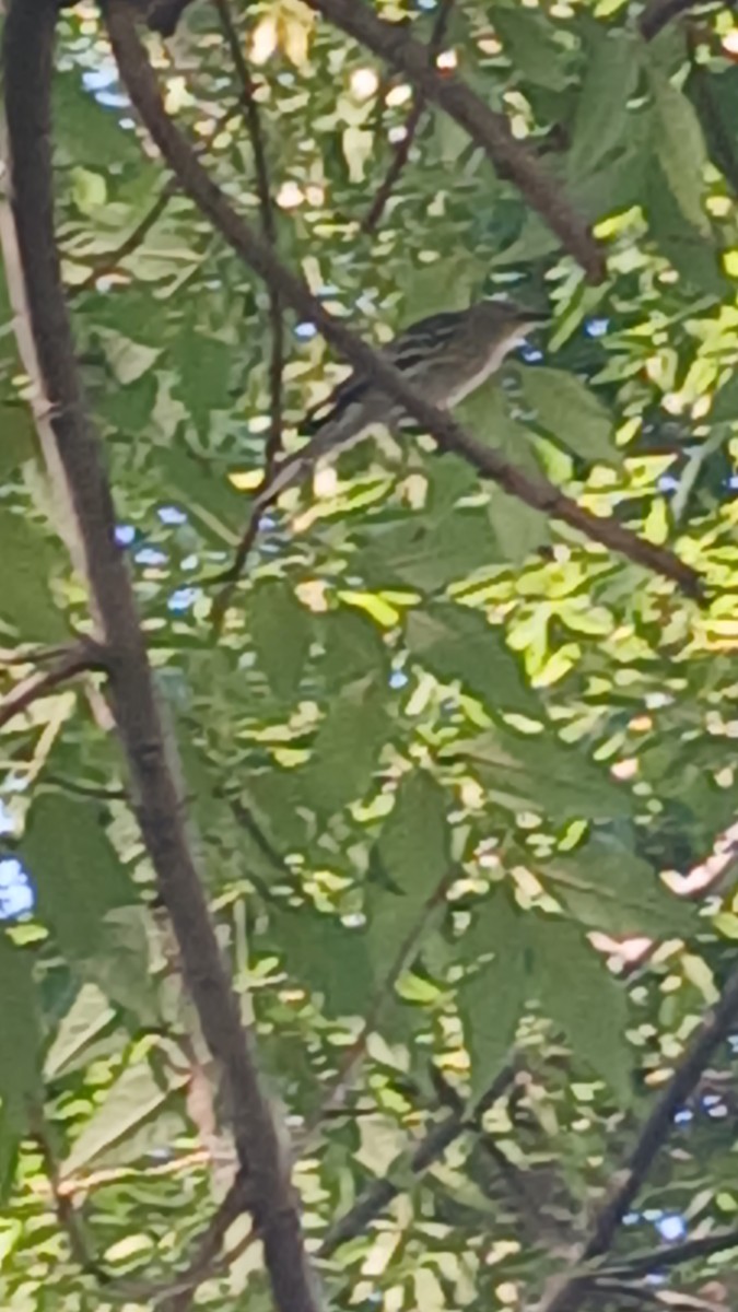 Batı Amerika Sinekkapanı [difficilis grubu] - ML645020170