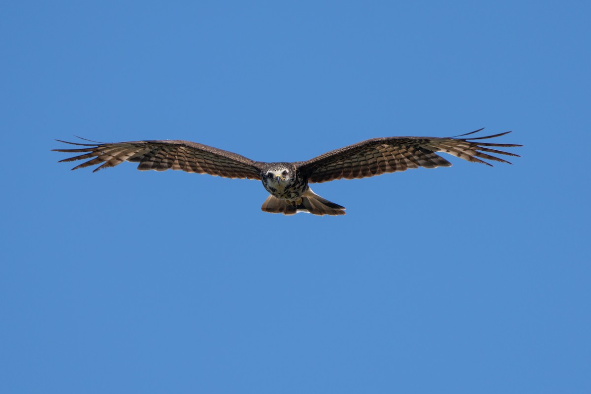 Snail Kite - ML645020186