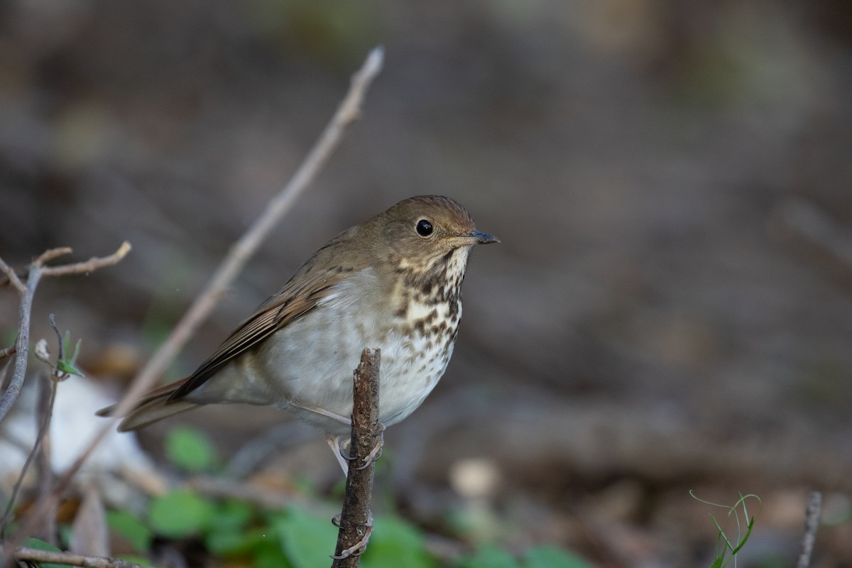 Дрізд-короткодзьоб плямистоволий - ML645020187