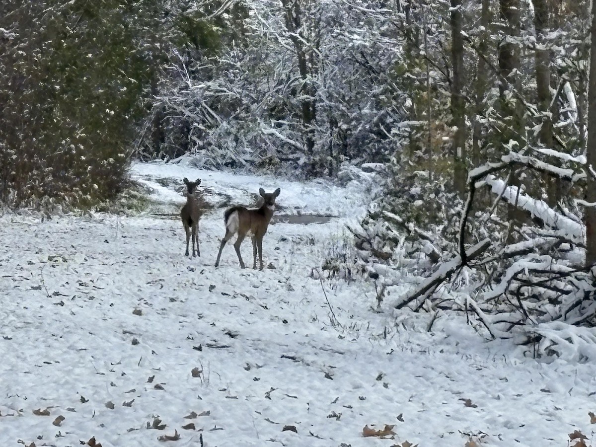 Animals - ML645020191