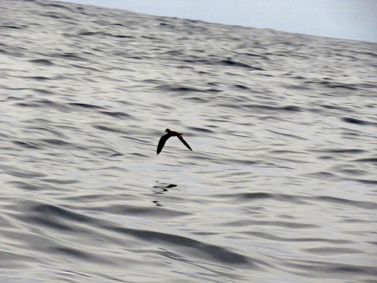 Black Storm-Petrel - ML645020201