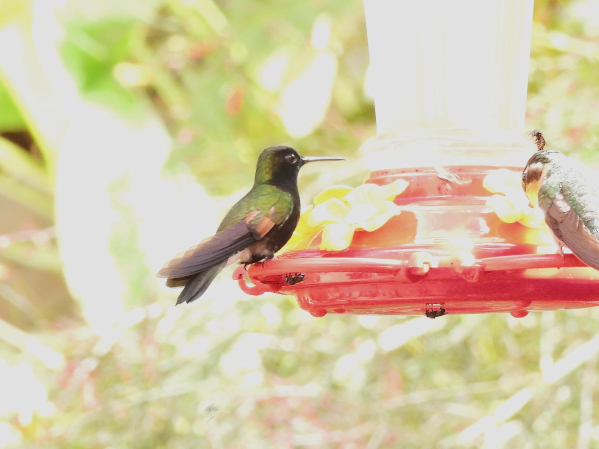 Black-bellied Hummingbird - ML645020204