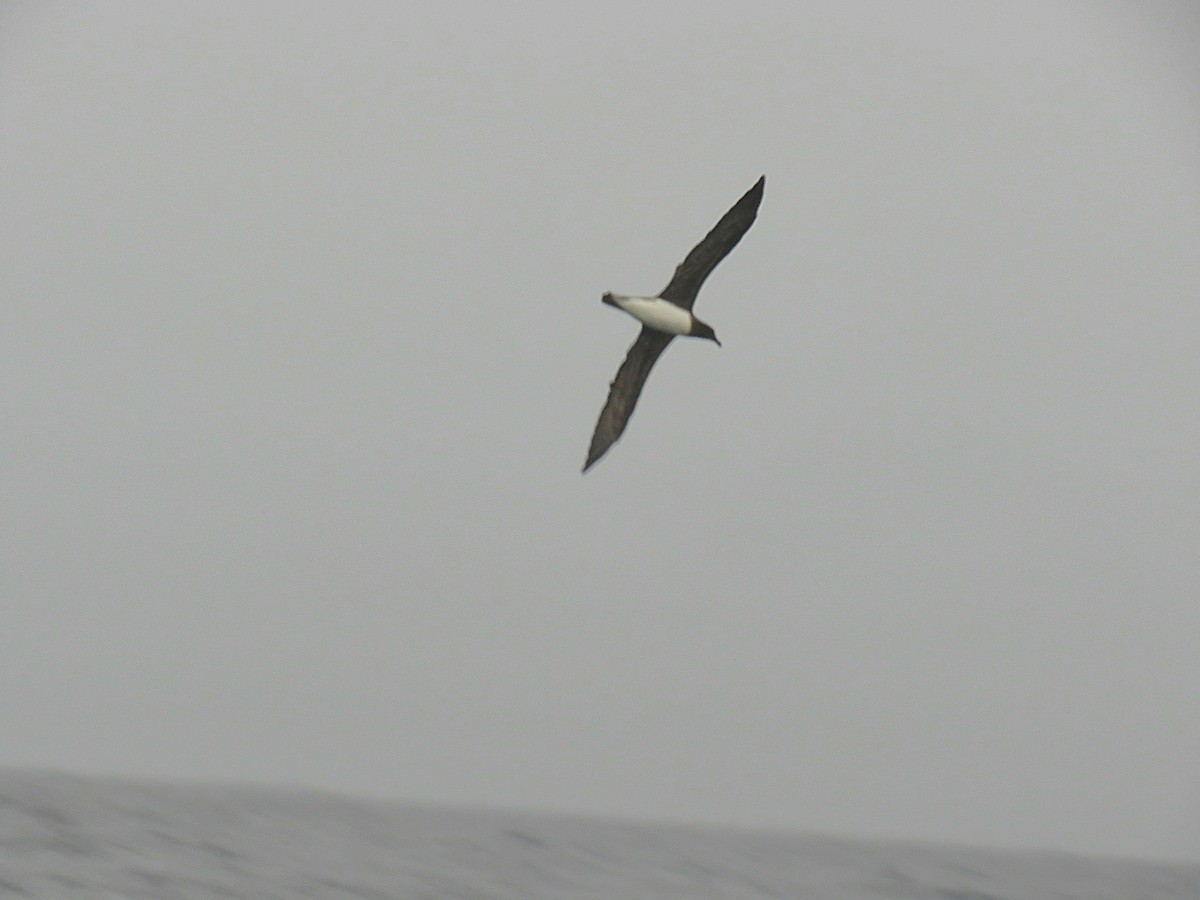 Tahiti Petrel - ML645020205