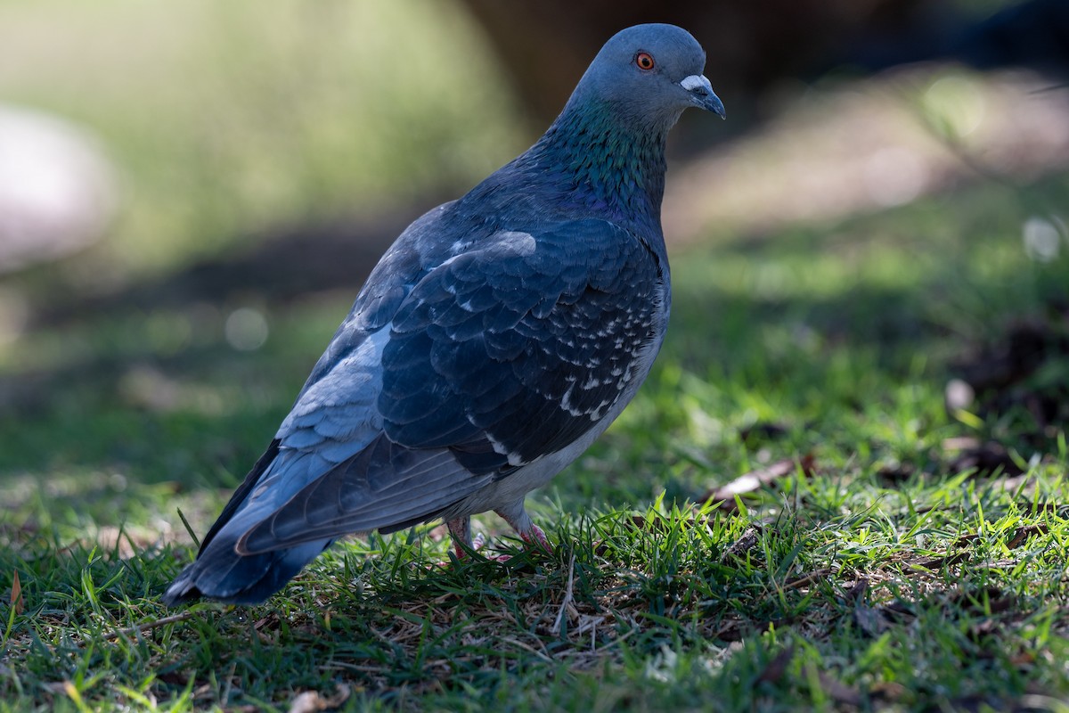 Haitz-usoa (etxekoa) - ML645020209