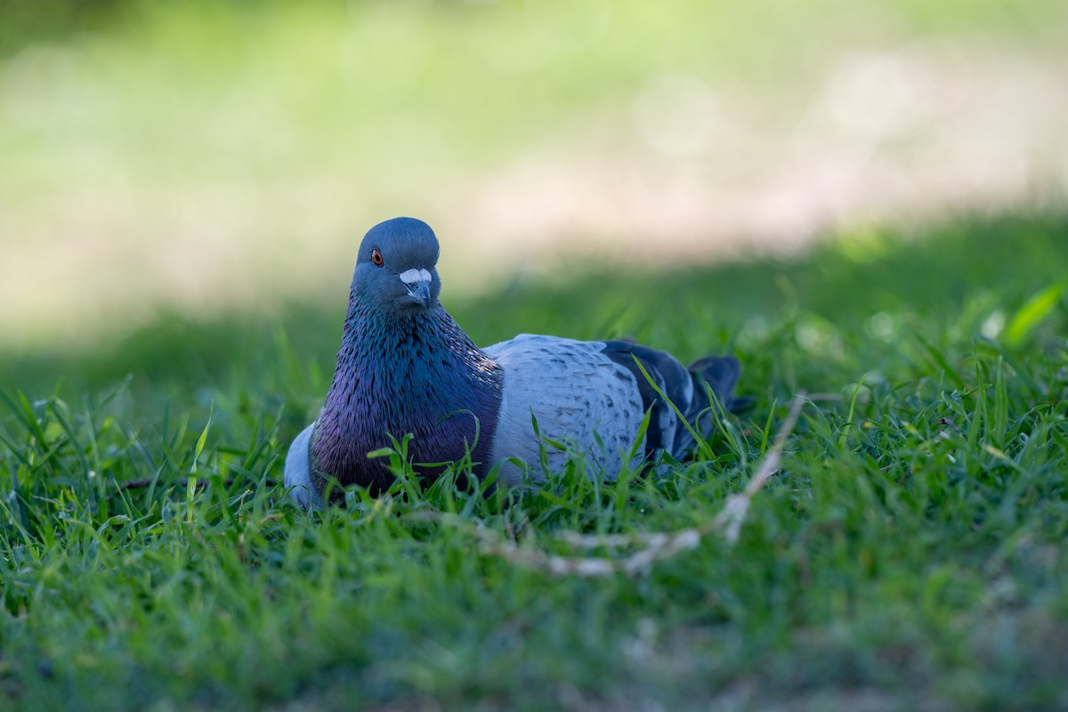 Haitz-usoa (etxekoa) - ML645020210