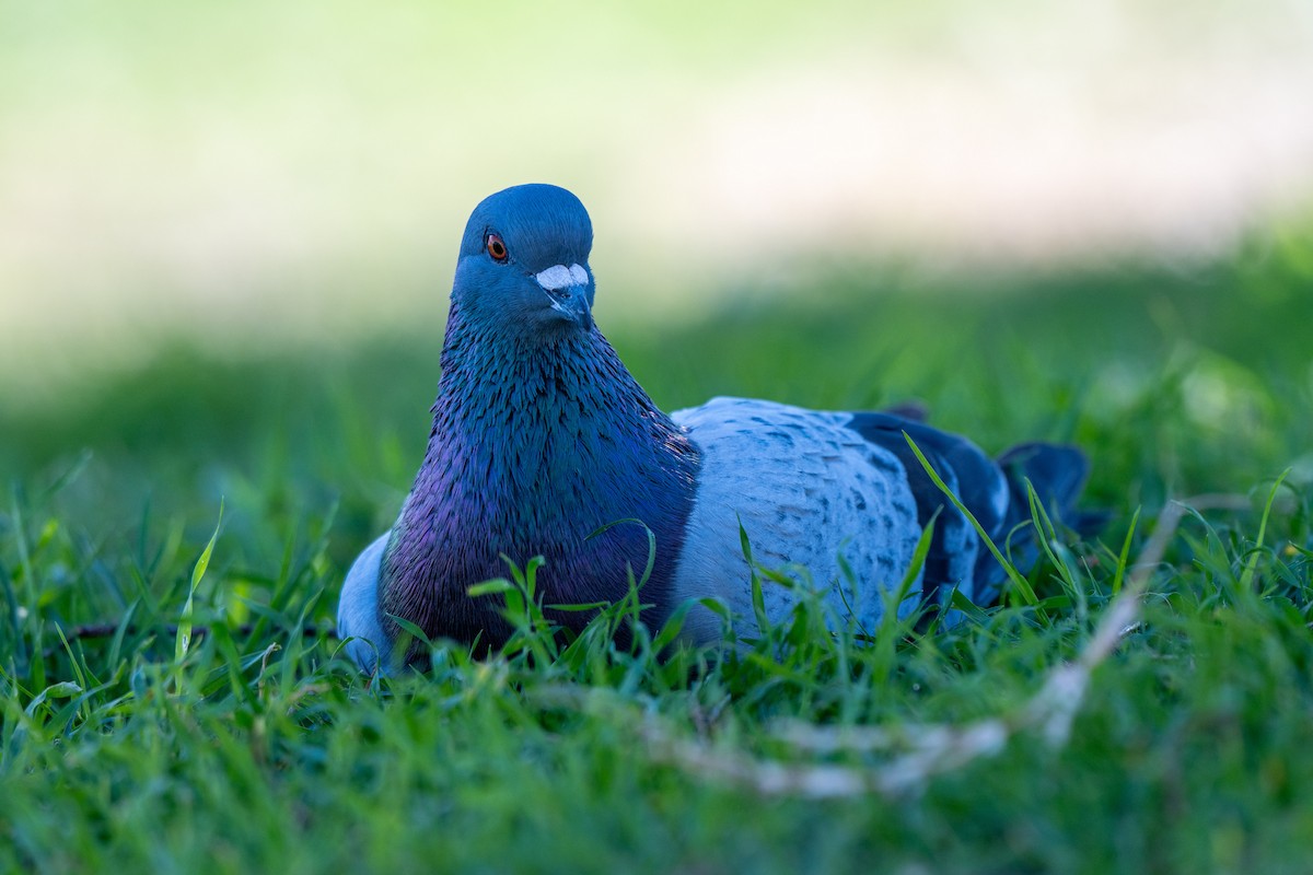 Haitz-usoa (etxekoa) - ML645020211